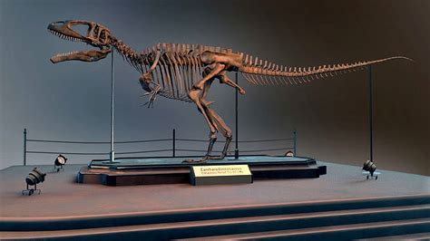 Carcharodontosaurus Skeleton 3d model