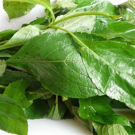 Buy Fresh scent leaves 100g - Buildrestfoods | Raw Healthy Foods Delivered To Your Doorstep