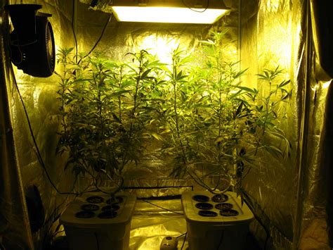 Week-by-Week Cannabis Flowering Stage Timeline | Grow Weed Easy