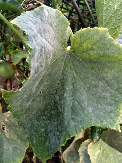 Cucumber | Diseases and Pests, Description, Uses, Propagation