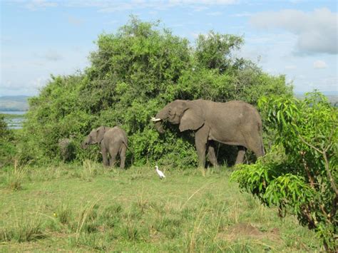 Uganda Wildlife Safari