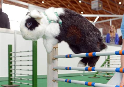 Bouncy bunny A bunny jumps over an obstacle during a pet fair in Karlsruhe, Germany, on Nov. 9 ...