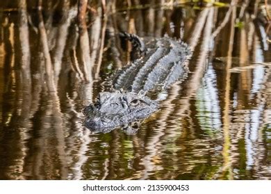 Alligator Ten Thousand Islands National Wildlife Stock Photo 2135900453 ...