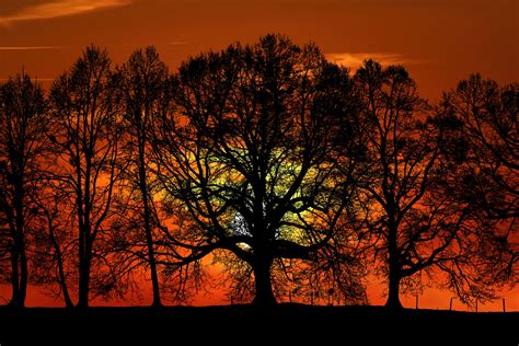 Trees Silhouette At Sunset Free Stock Photo - Public Domain Pictures