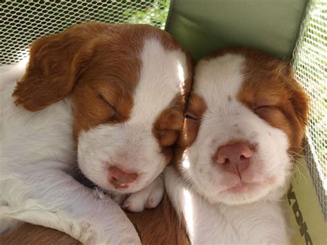 Puppy Love! | Brittany dog, Brittany spaniel dogs, Puppy kisses