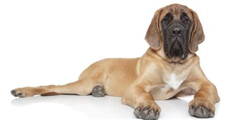 English Mastiff Growth Chart | Mastiff Weight & Size Chart