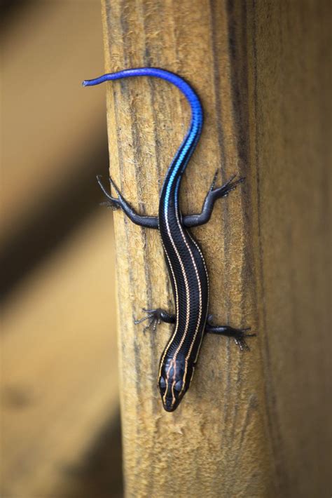 Blue-tailed Skink in 2021 | Reptiles pet, Lizard, Animals beautiful