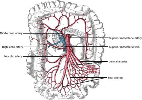 Branches of the superior mesenteric artery. Figure modified from 20th ...