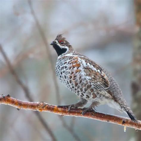 Hazel grouse - Facts, Diet, Habitat & Pictures on Animalia.bio