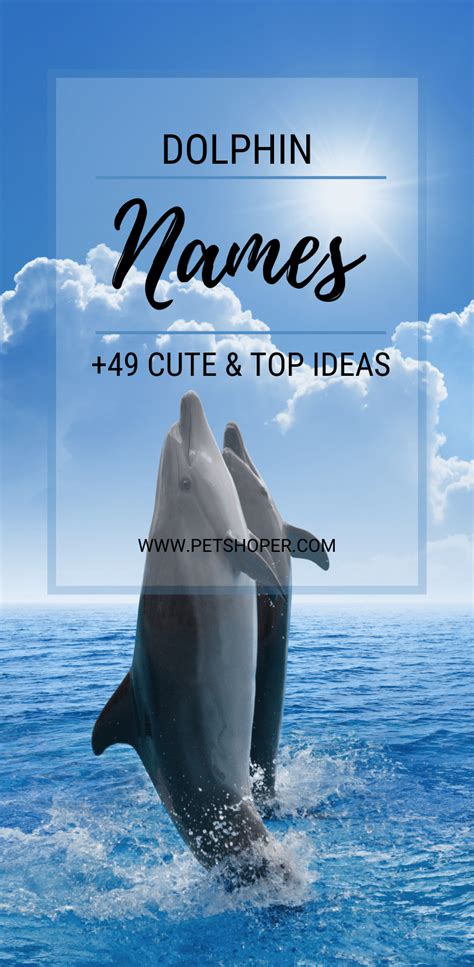 Dolphin Names 39+ Top & Cute Ideas - PetShoper