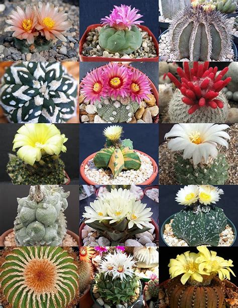 RARE CACTUS MIX plante rare floraison cactus exotique désert semences ...