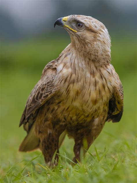 Roofvogelfotografie workshop o.l.v. Richard Verroen | De Valk Roofvogels