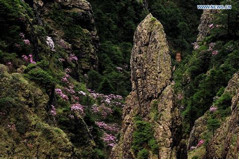 Images of the Most Spectacular Forest of China: Shennongjia