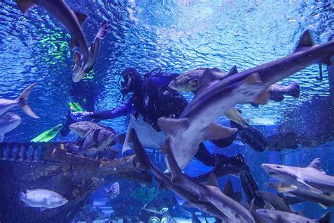 Antalya Aquarium Ticket | Alike