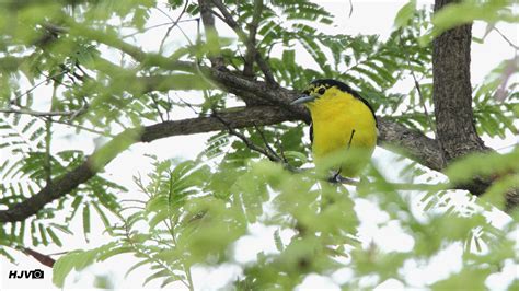 Common Iora (Male) | Bird, Vietnam travel, Male