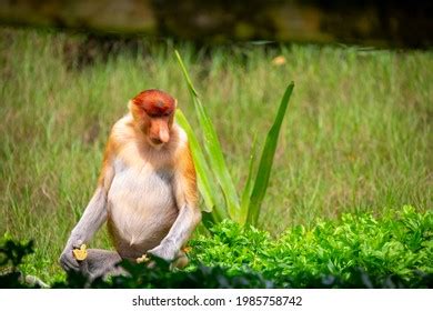 Proboscis Monkey Conservation Animal That Foraging Stock Photo ...