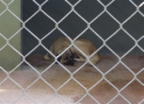 Sad Dog | A sad dog sleeping at the Ankara Zoo. | sk | Flickr