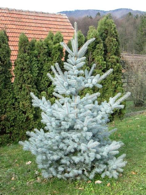 How to Make your Blue Spruce Bluer! - Laidback Gardener