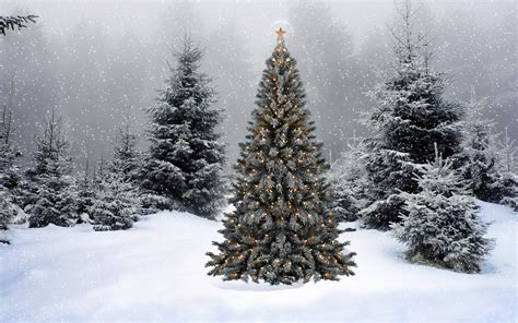 Wallpaper christmas, new year, christmas tree, snow, winter, forest ...