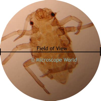 Microscope field of view explained