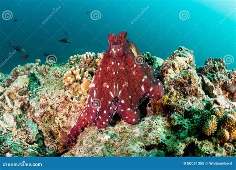 Day Octopus Stock Photo - Image: 50081358