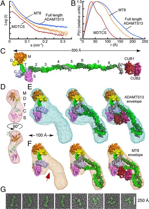 ADAMTS13 structure by EM and SAXS. Scattering profiles (A) and pair... | Download Scientific Diagram