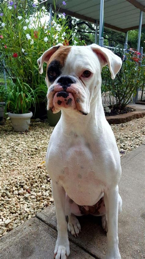 14 Facts About Boxer Dogs You Probably Didn't Know | Page 3 of 3 | PetPress