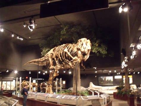 Pin on Fossils | British museum art images, Museums in paris, British museum