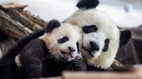 Giant Pandas No Longer Endangered | STAO