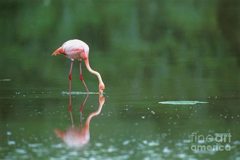 Flamingo Feeding Photograph by John Beatty/science Photo Library | Fine ...