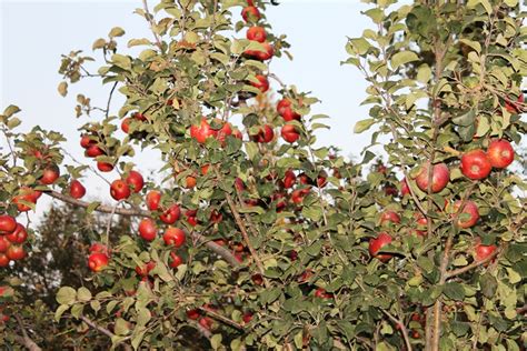 Apple Garden Kashmir | Fasci Garden