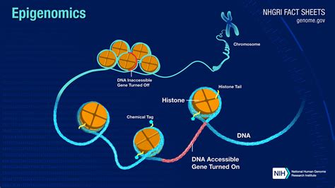 Epigenomics Fact Sheet