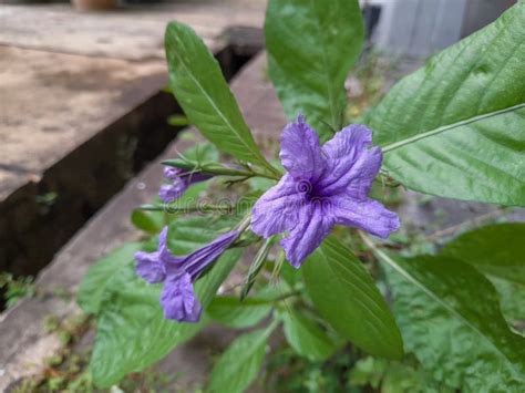 Purple Golden Flower or with the Latin Name Ruellia Simplex that Blooms ...