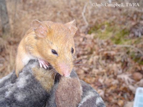 Tennessee Watchable Wildlife | Golden Mouse