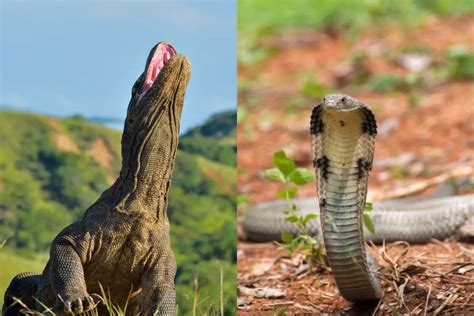 Komodo Dragon Vs. King Cobra: What’s The Difference?