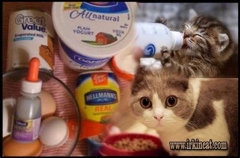 How To Make Kitten Formula Recipe Easy - irkincat.com