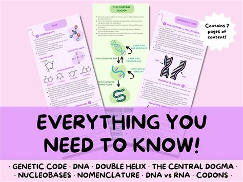 DNA Structure A-level Biology Study Notes Guide - Etsy