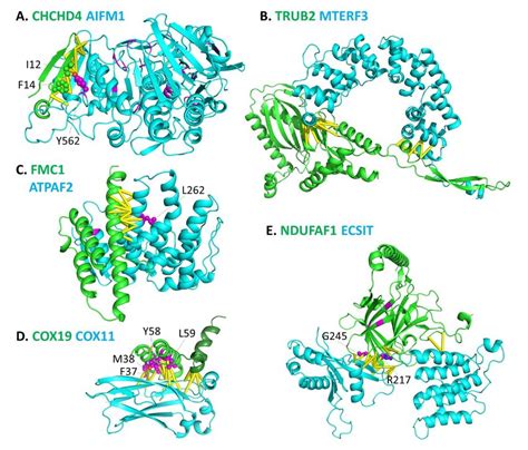 AlphaFold2 structural models of protein complexes without... | Download ...