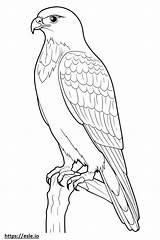 Sharp Shinned Hawk Full Body coloring Page sketch template