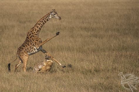 A Mother's Instinct: Giraffe Karate Kicks Lion in Bid to Save Newborn ...