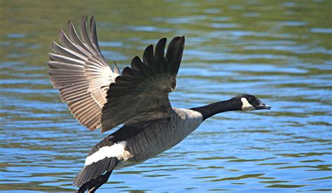 Canada Goose In Flight #3 Photograph by Roy Williams - Fine Art America