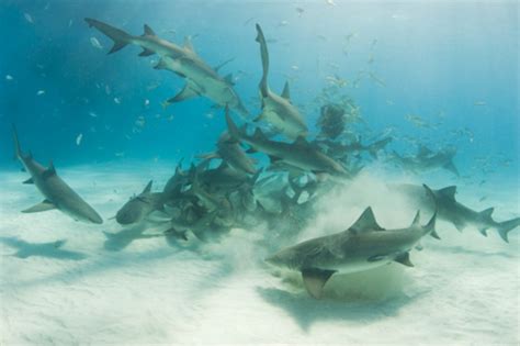 Bahamas Shark Trips | Swim with Sharks in Bahamas | Keys Shark Diving