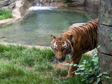 How Knoxville Zoo animals are staying cool