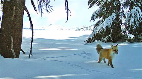 The Sierra Nevada red fox is now protected and listed as an endangered ...