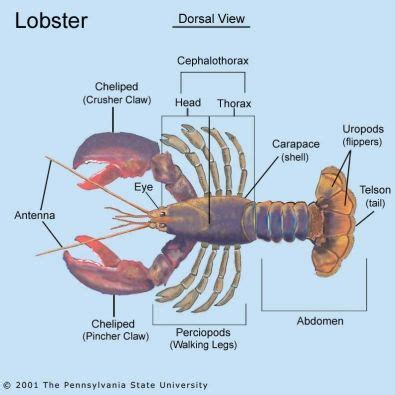 Lobster Anatomy Diagram Label