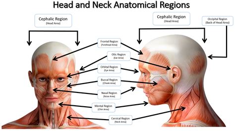 Body Regions slide show | Region, Anatomical, Anatomy