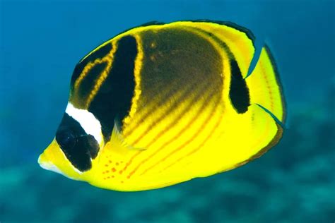 Raccoon Butterflyfish - For The Fishes