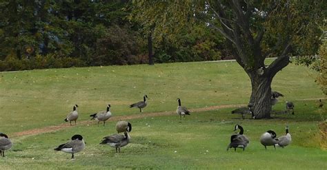 So Many Birds At The Park · Free Stock Video