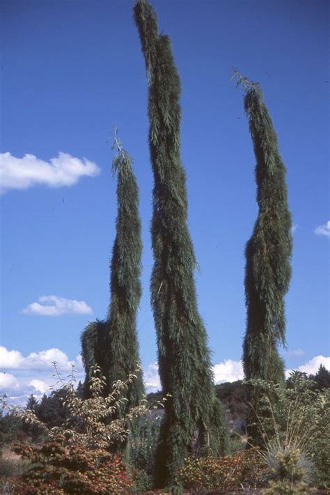 Sequoiadendron giganteum 'Pendulum' | Landscape Plants | Oregon State ...