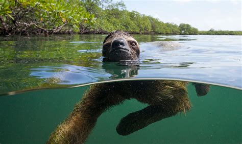 Keeping pygmy sloths afloat | Animal Behaviour | Earth Touch News